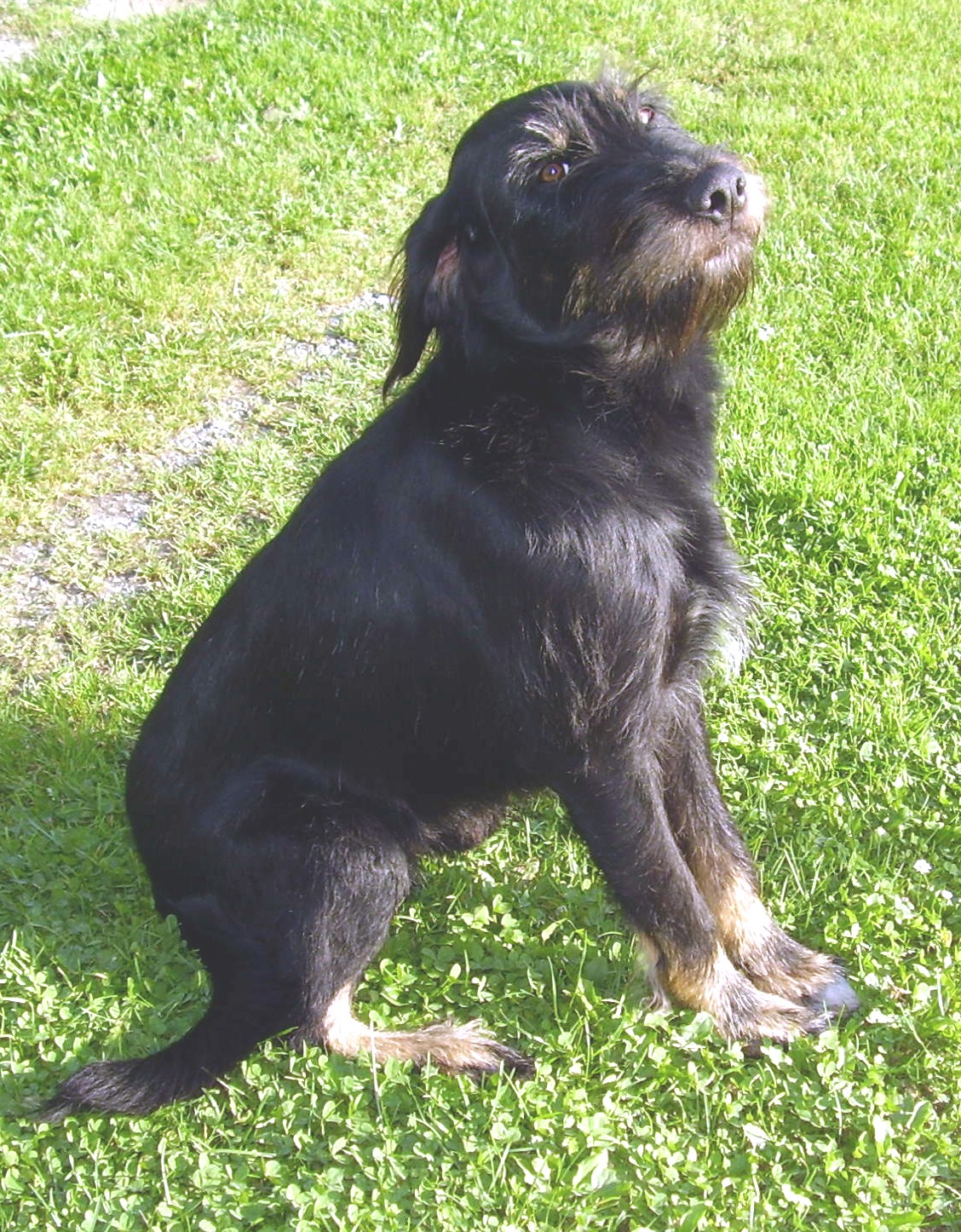 Ares (Deutsch Drahthaar, Terrier) Deutsch Drahthaar Terrier 